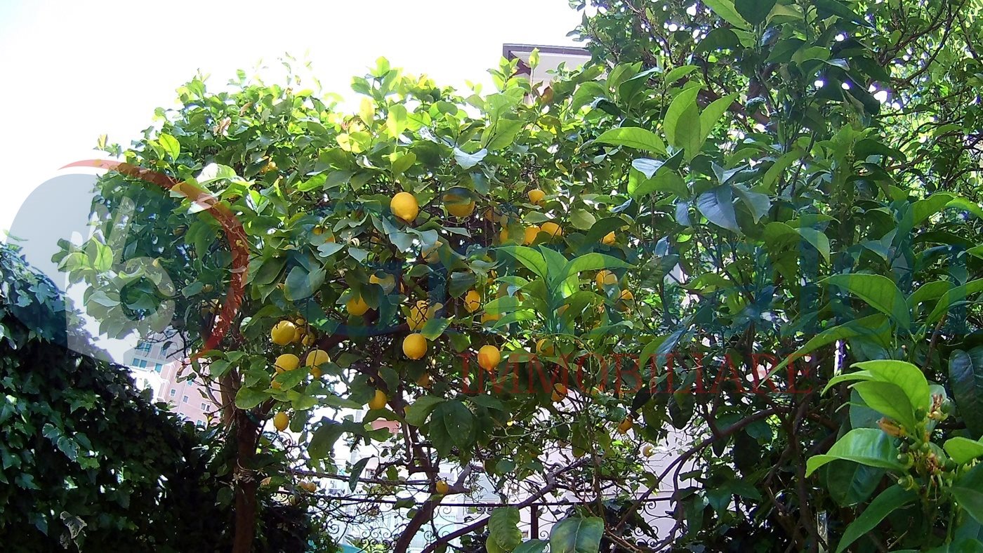 Giardino Lato Est Limoni.JPG