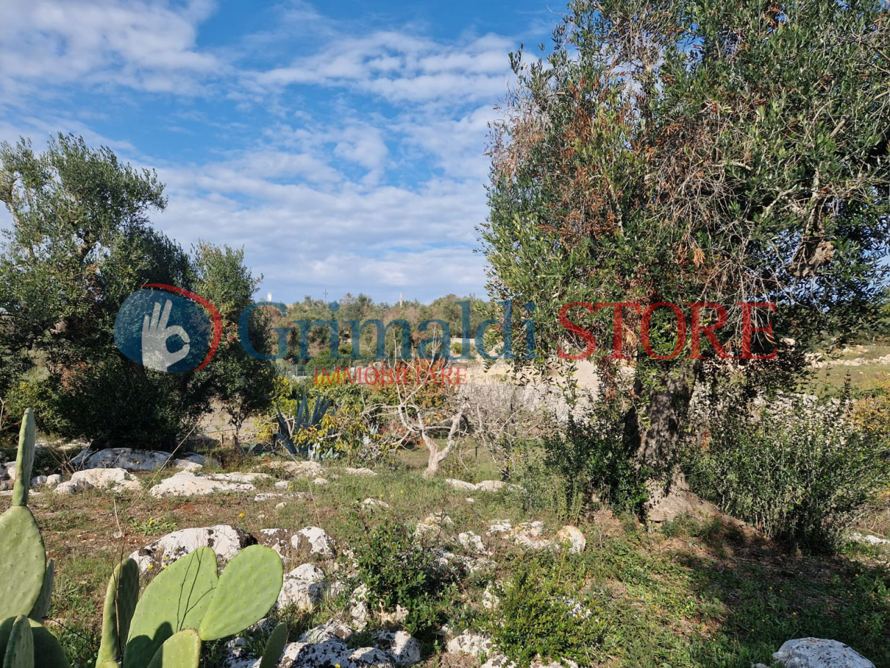 IMG-20241112-WA0016_risultato.png