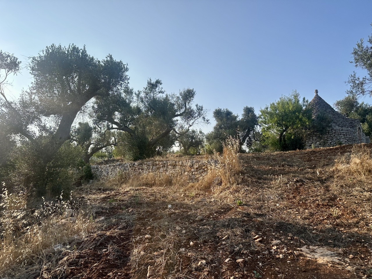 IMG_1947.jpeg
