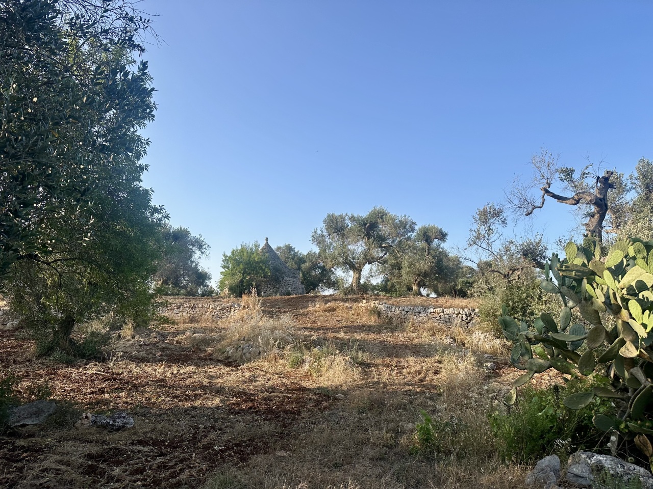 IMG_1944.jpeg