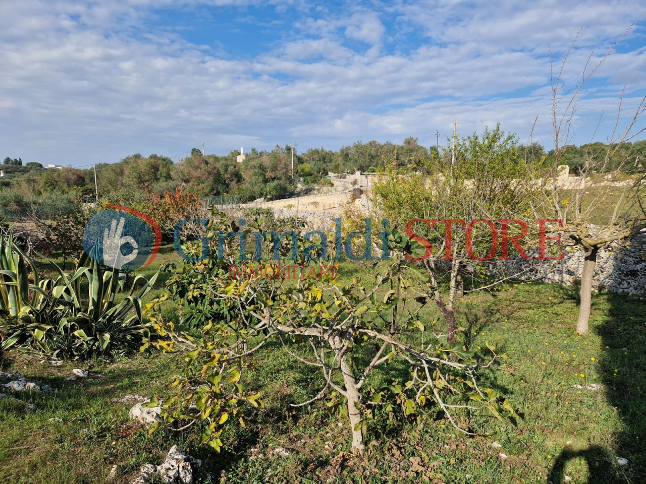 IMG-20241112-WA0020_risultato.png