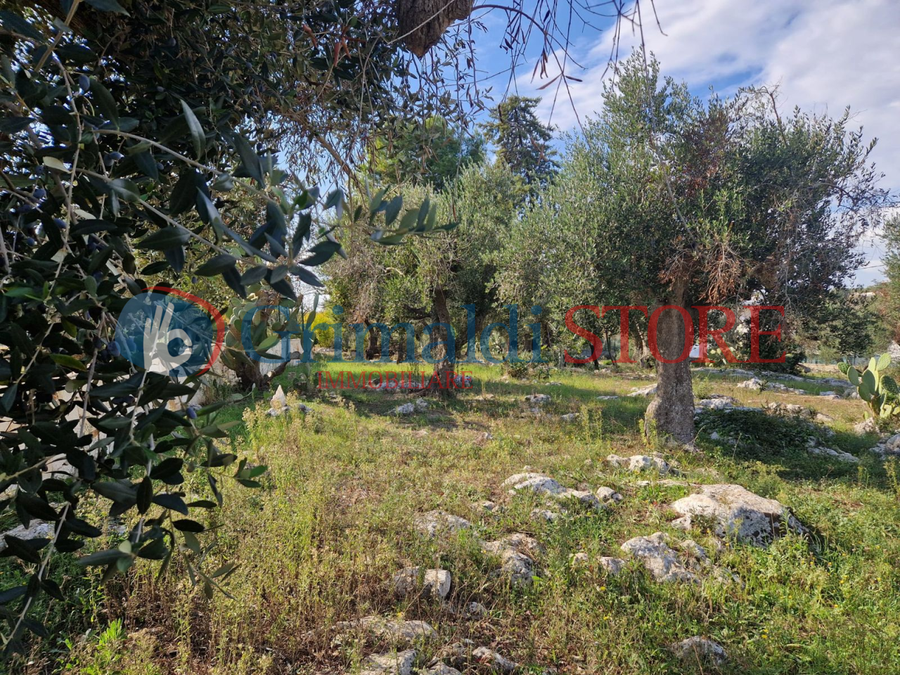 IMG-20241112-WA0021_risultato.png